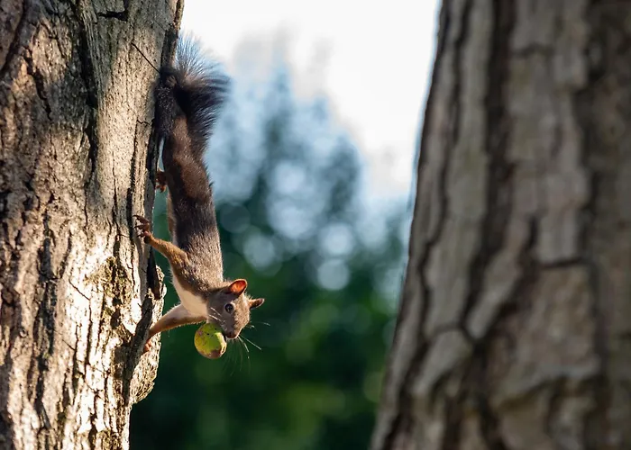 Degi Festetics-kastely, Park Vendeghaz Dég
